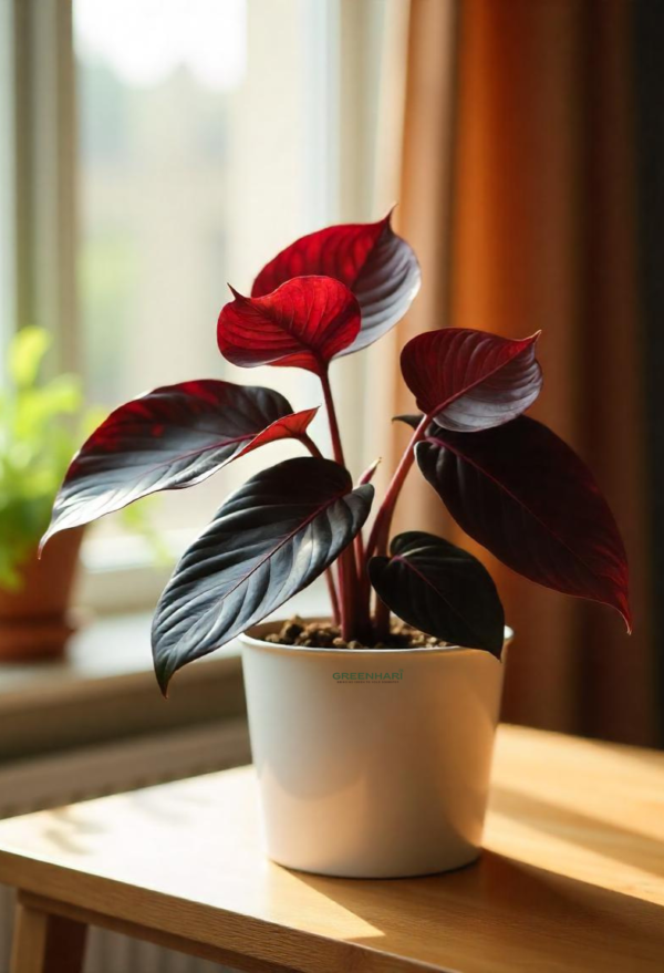 Philodendron Black Cardinal Plant - Image 2