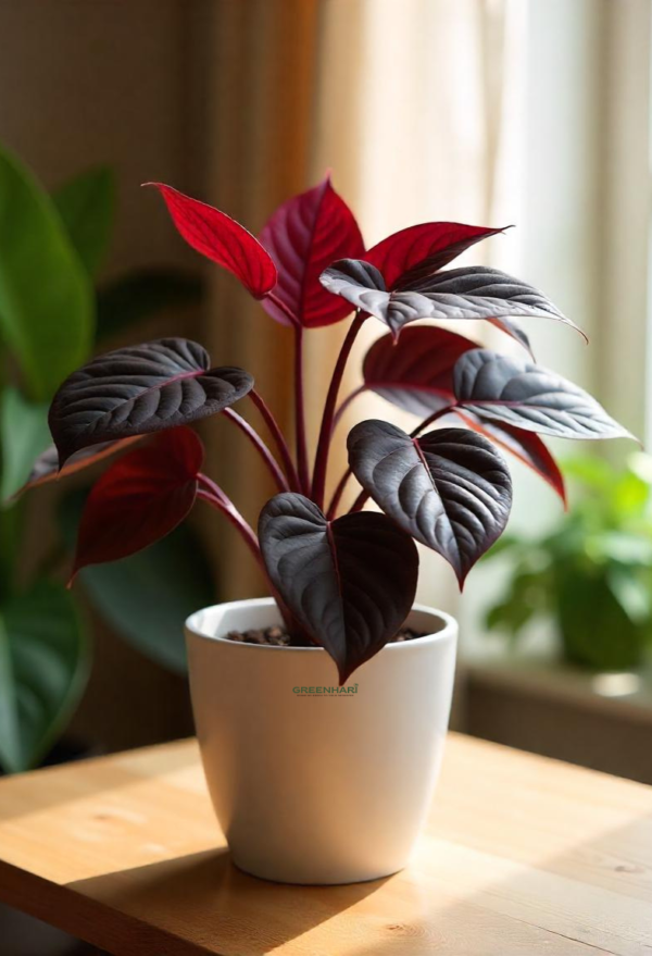 Philodendron Black Cardinal Plant