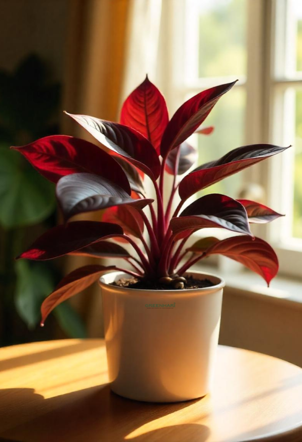 Philodendron Black Cardinal Plant - Image 4