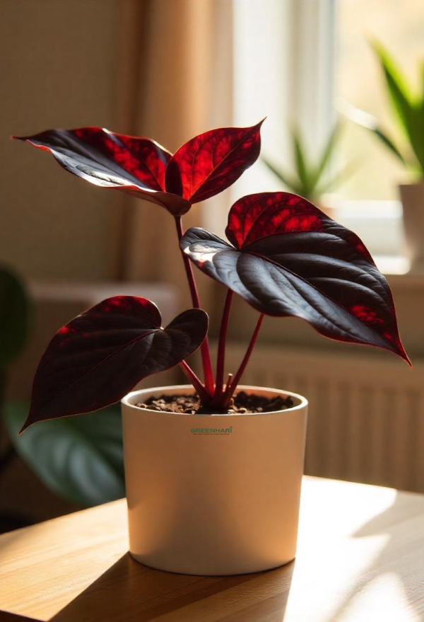 Philodendron Black Cardinal Plant - Image 5