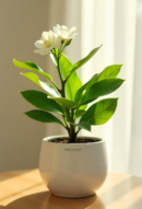 Gardenia Ananta Plant Sapling