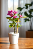Bougainvillea Plant Sapling