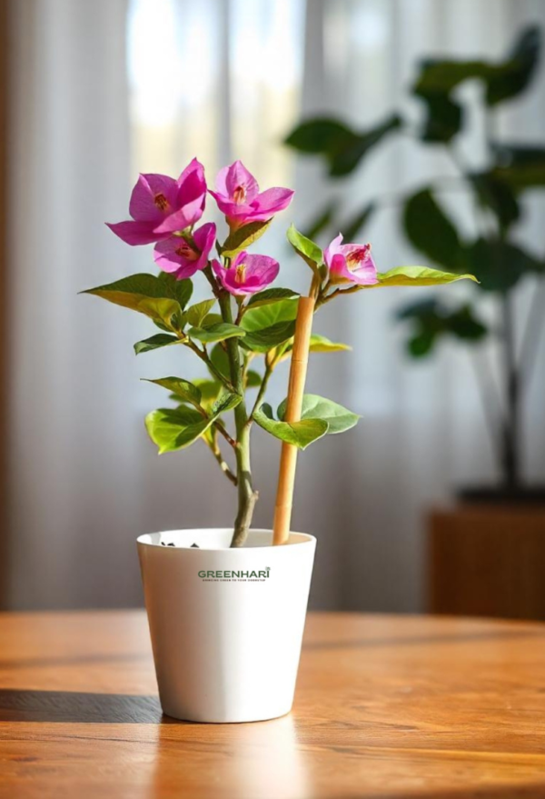 Bougainvillea Plant Sapling
