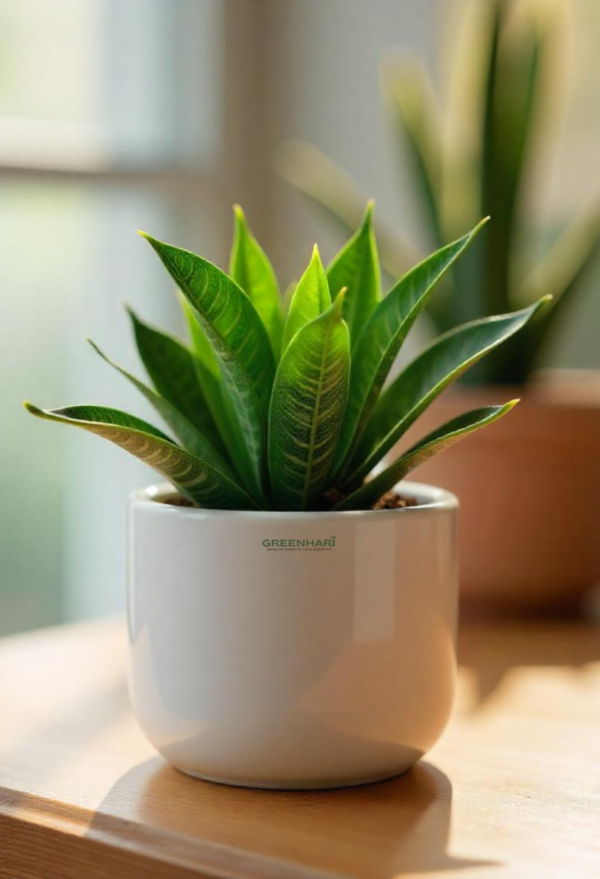 Dwarf Snake Plant - Image 2