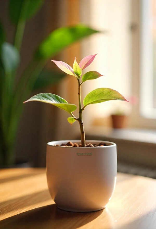 Syngonium Confetti Plant Sapling - Image 3