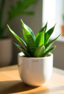 Dwarf Snake Plant