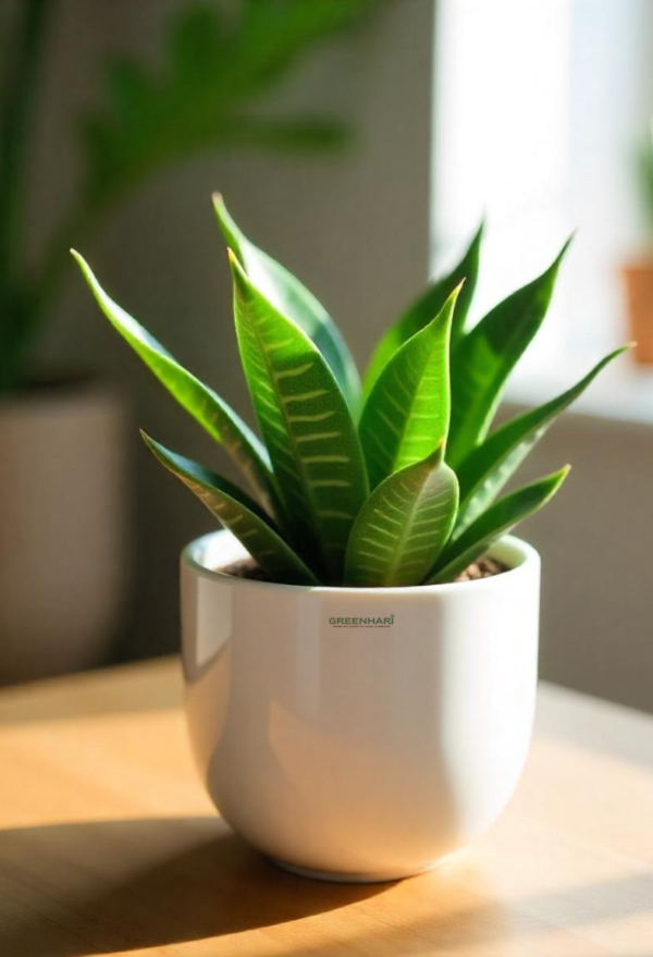 Dwarf Snake Plant