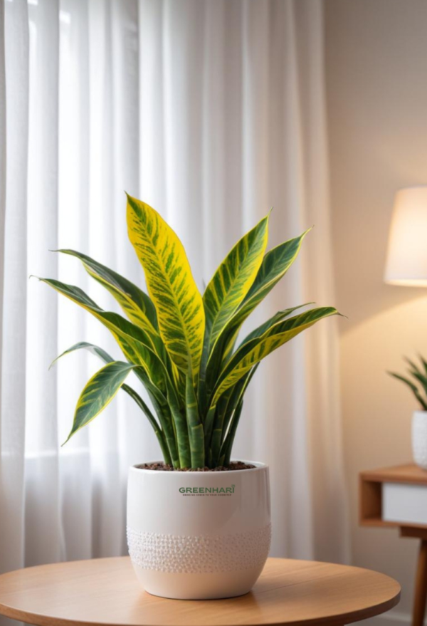 Golden Money Plant Sapling