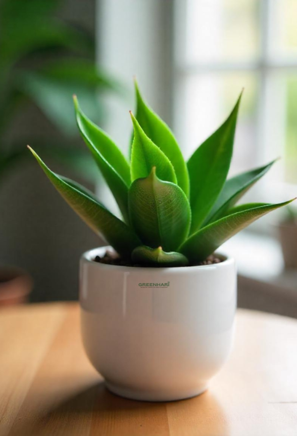 Dwarf Snake Plant - Image 4