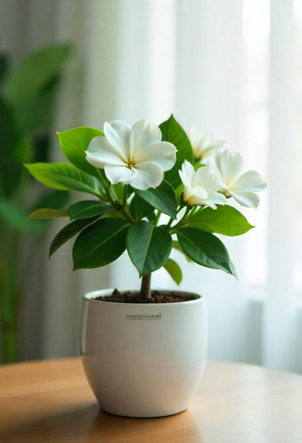 Gardenia Ananta Plant Sapling
