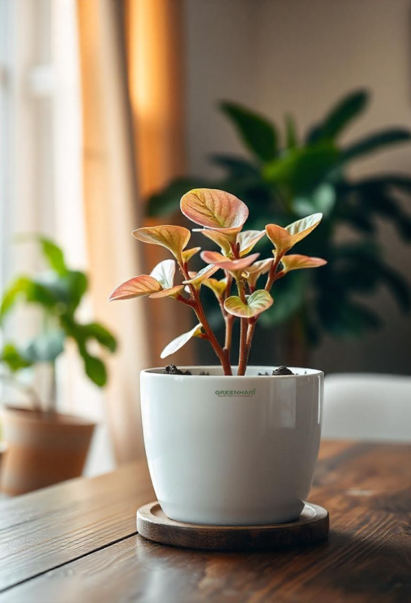 Syngonium Confetti Plant Sapling