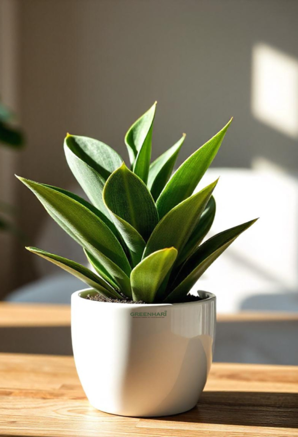 Dwarf Snake Plant - Image 5