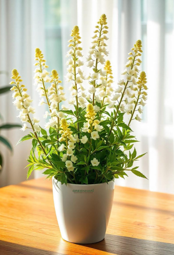 Angelonia Snowbush