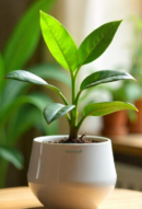 Bird of Paradise Plant Sapling