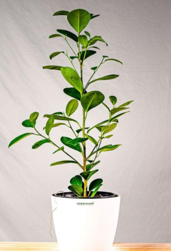 Ficus Moclame Plant - Image 2