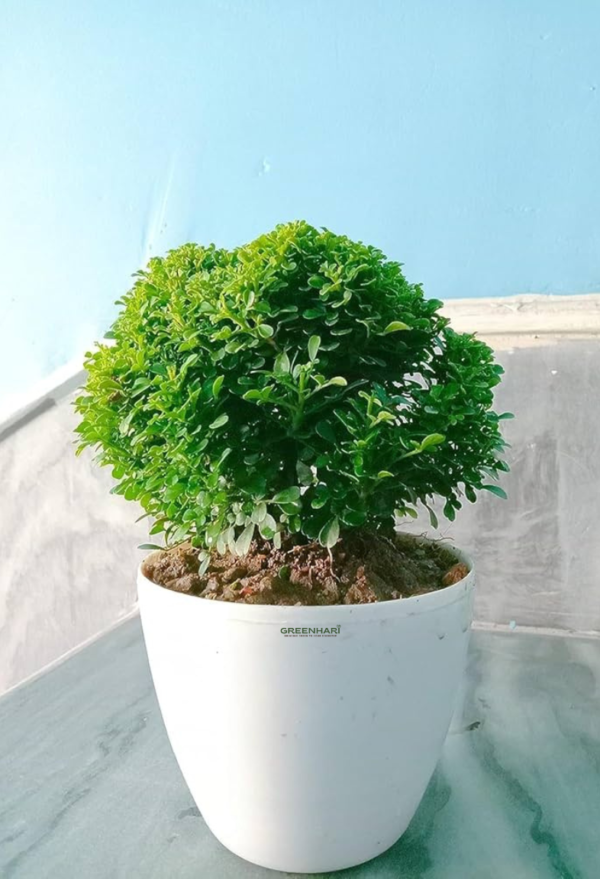 Kamini Dwarf - Image 2