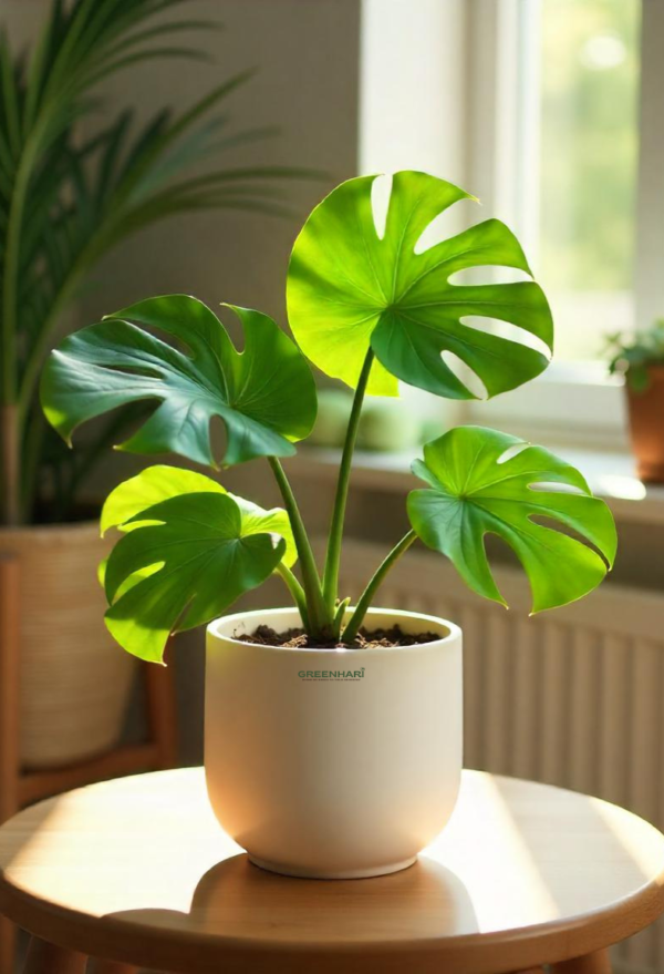 Monstera Deliciosa Plant - Image 2
