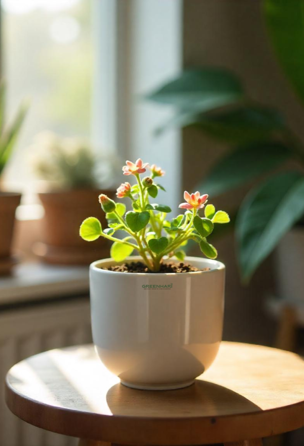 Moss Rose Plant Sapling - Image 2