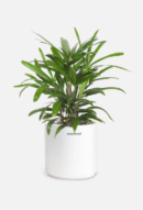 Rhapis Palm