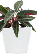Stromanthe Triostar Plant