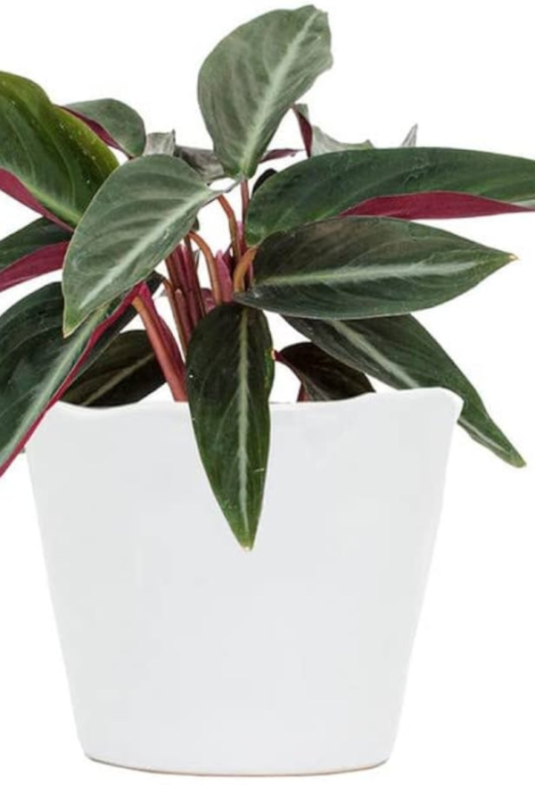 Stromanthe Triostar Plant - Image 2