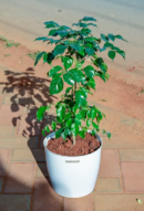 The China Doll Plant
