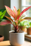 Aglaonema Pink Beauty Plant