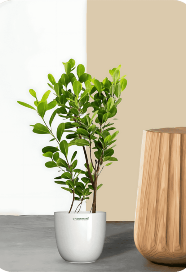 Ficus Moclame Plant