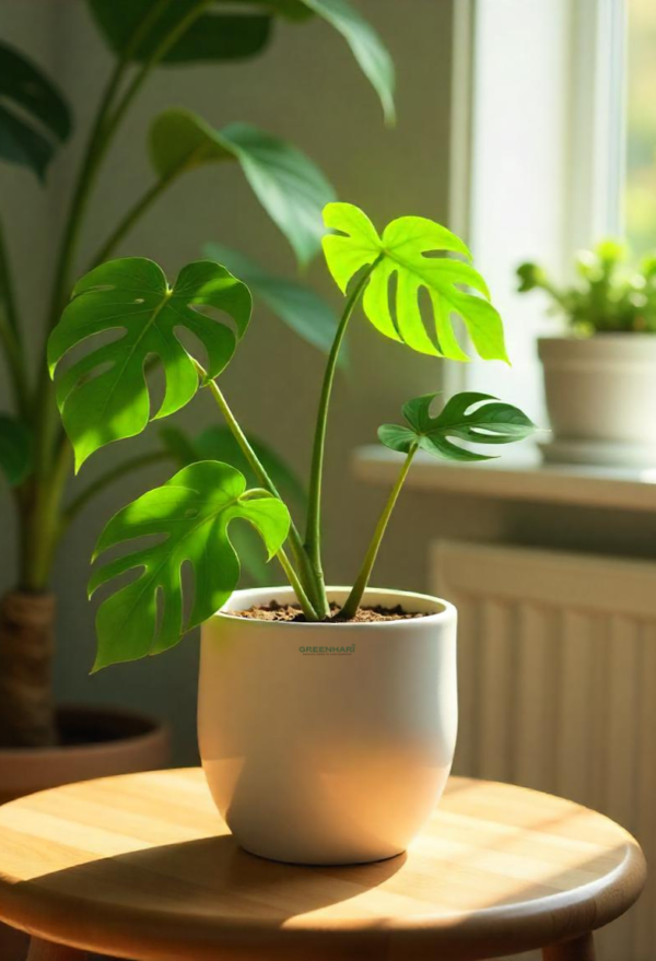 Monstera Deliciosa Plant - Image 3