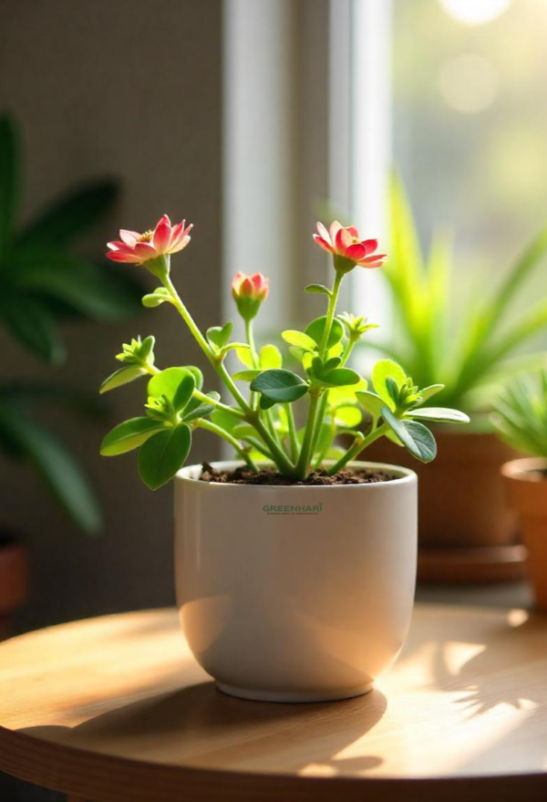 Moss Rose Plant Sapling