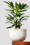 Rhapis Palm