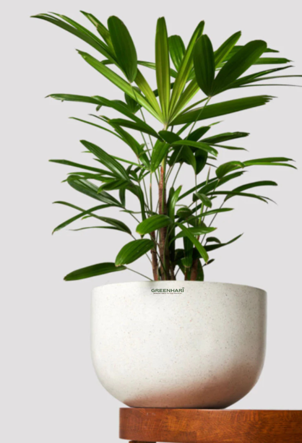 Rhapis Palm
