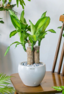 Brazilian Lucky Wood