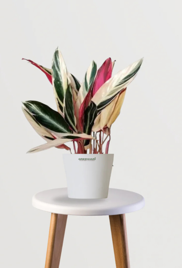 Stromanthe Triostar Plant