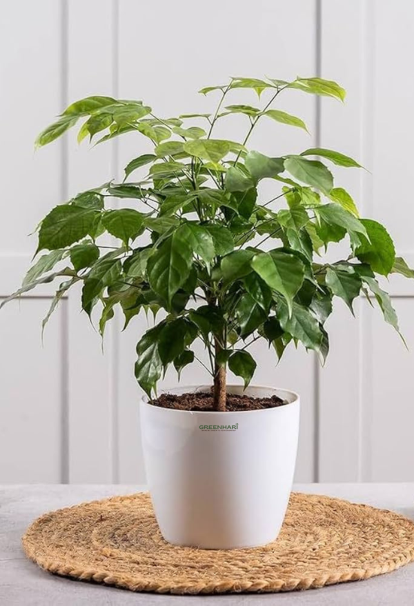 The China Doll Plant