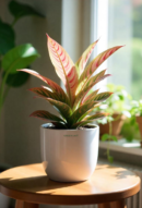 Aglaonema Pink Beauty Plant
