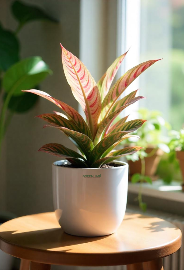 Aglaonema Pink Beauty Plant - Image 3