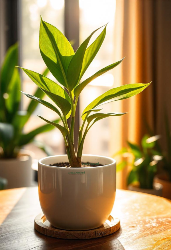 Bird of Paradise Plant Sapling