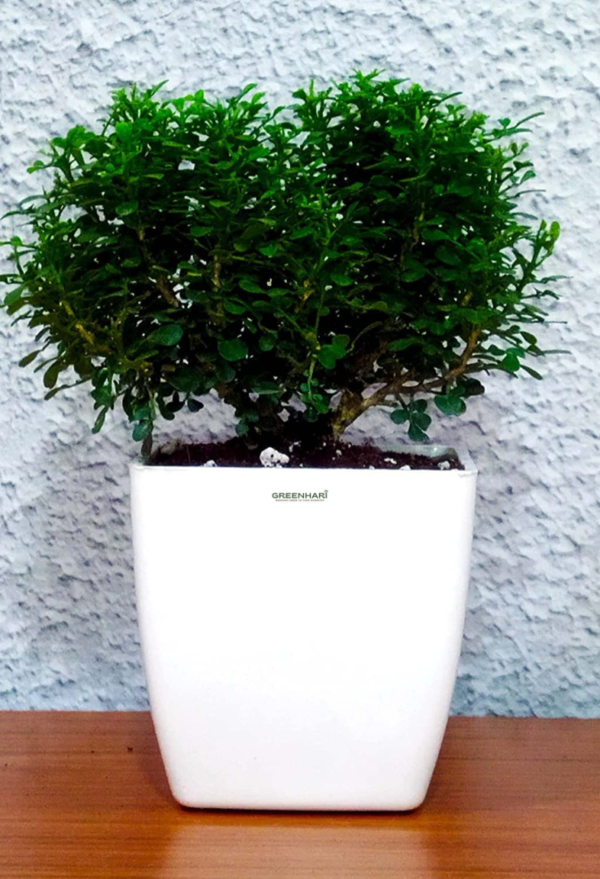 Kamini Dwarf - Image 4