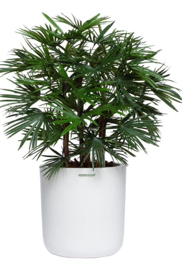 Rhapis Palm - Image 4