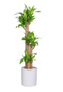 Brazilian Lucky Wood