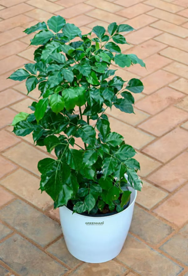 The China Doll Plant - Image 4