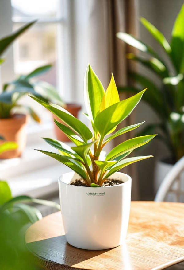 Bird of Paradise Plant Sapling - Image 4