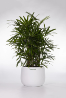 Rhapis Palm